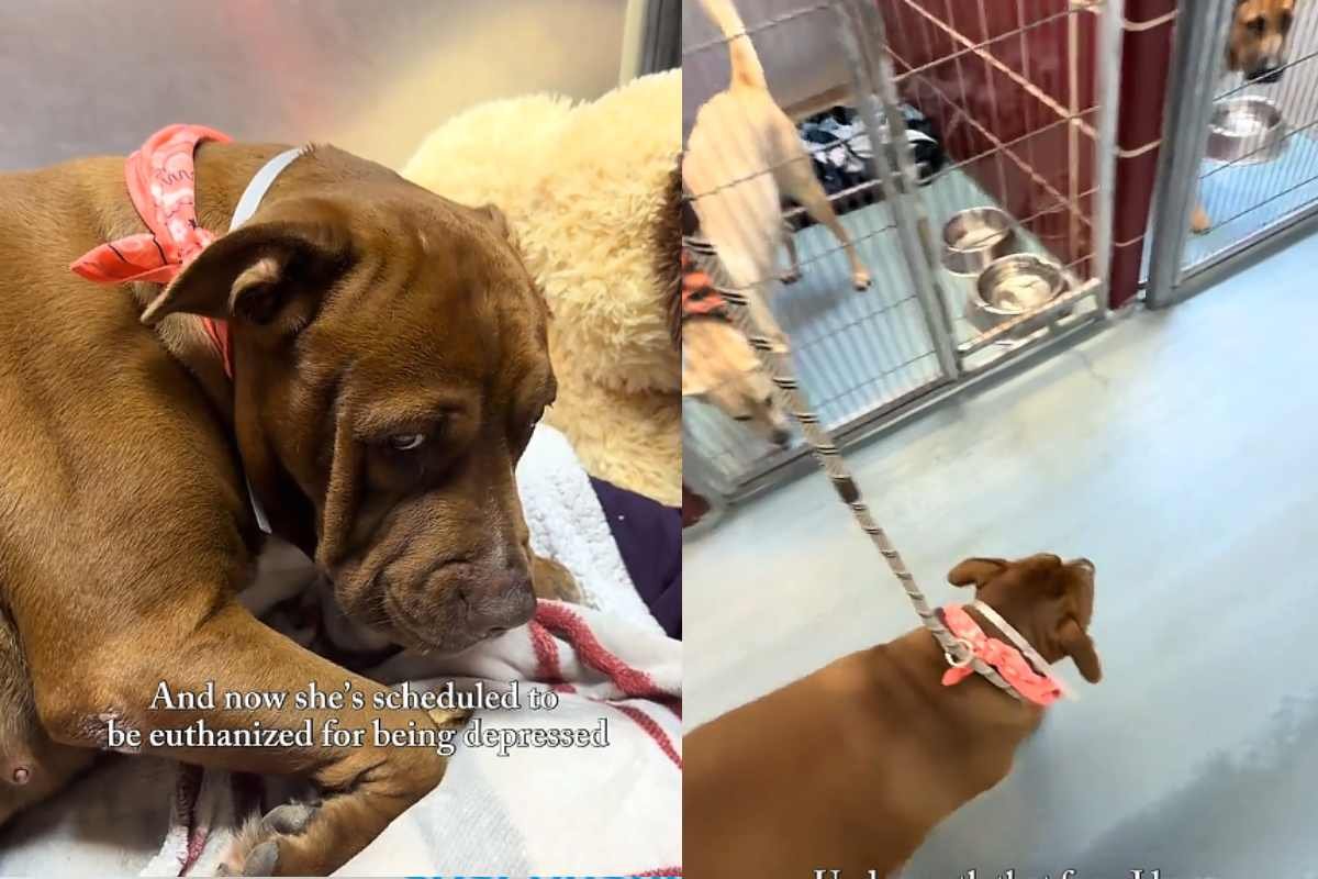 Cane abbandonato va in depressione, il suo sguardo spezza il cuore e apre una nuova vita