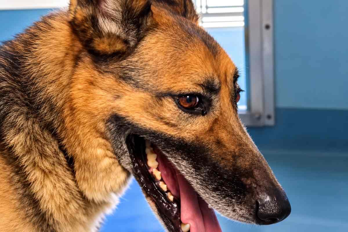 Odin, il pastore tedesco in difficoltà, trova una nuova casa grazie a un video sui social