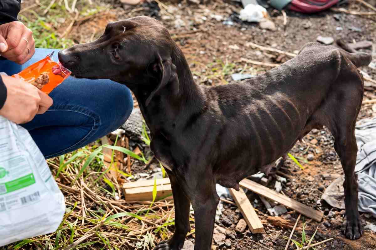 Una madre e i suoi cuccioli salvati dopo mesi tra i rifiuti