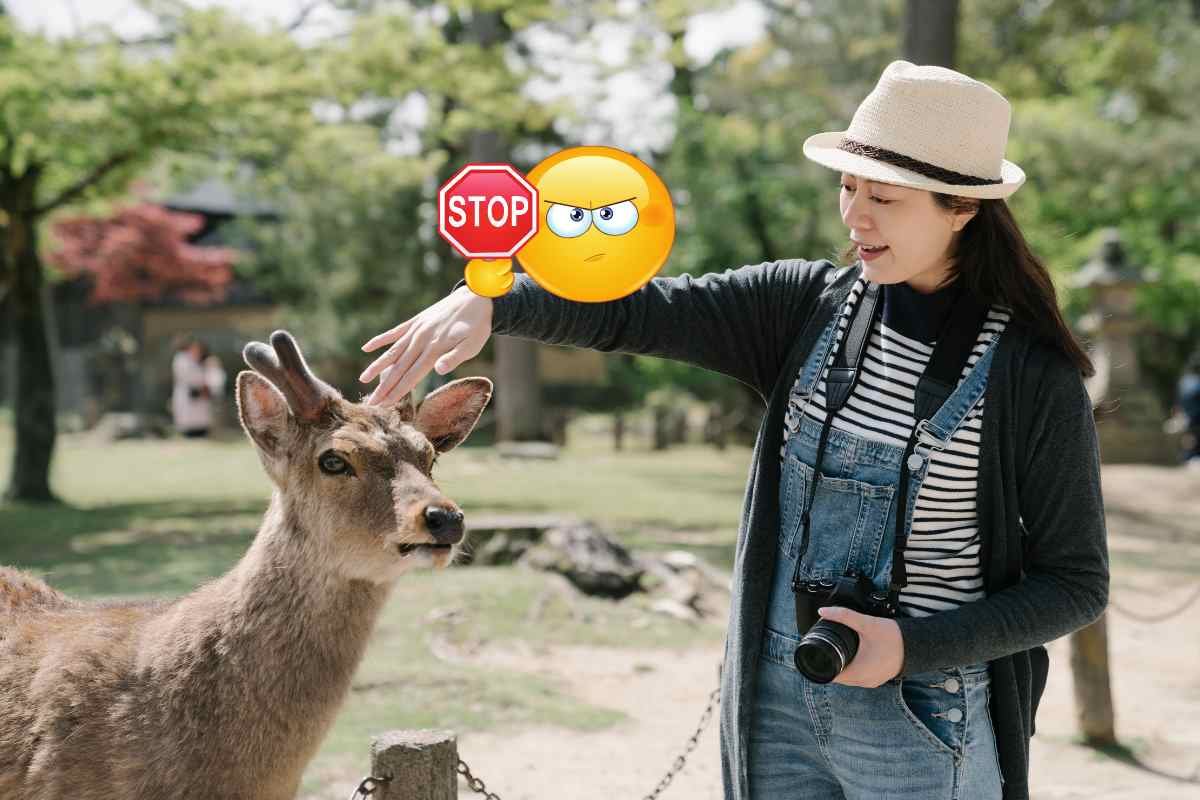 Ordinanza per tutelare animali e turisti: vietate foto con gli animali selvatici
