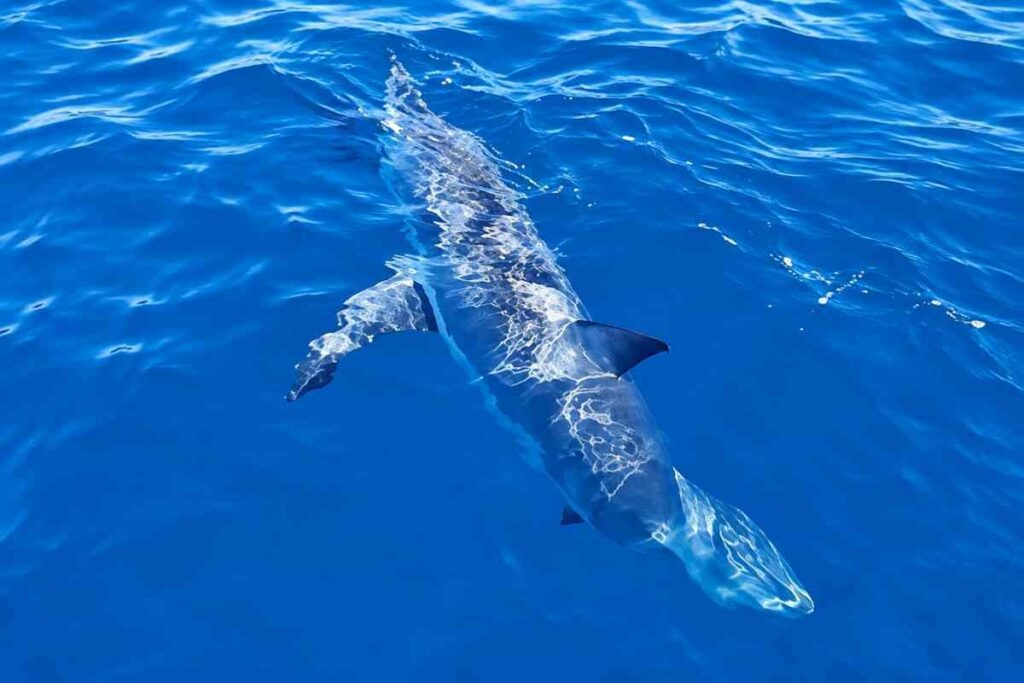Squalo mako di 2,5 metri si libera da lenza al largo di Livorno