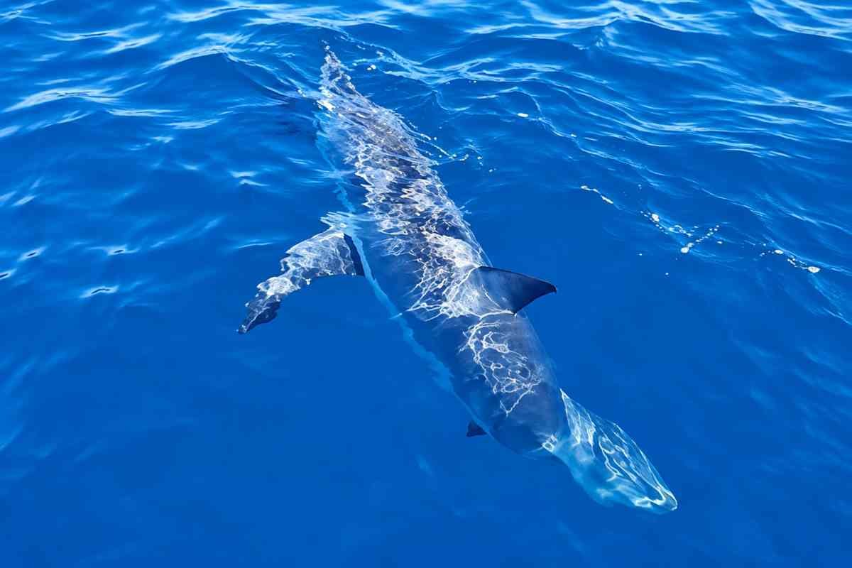 Squalo mako di 2,5 metri si libera da lenza al largo di Livorno
