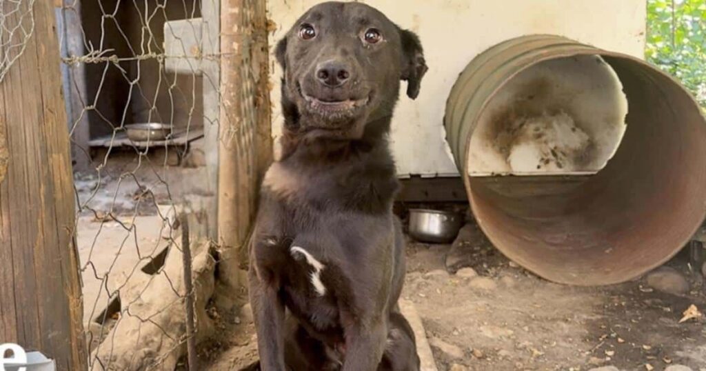 Un cane abbandonato si rivela dolce e giocherellone dopo essere stato salvato
