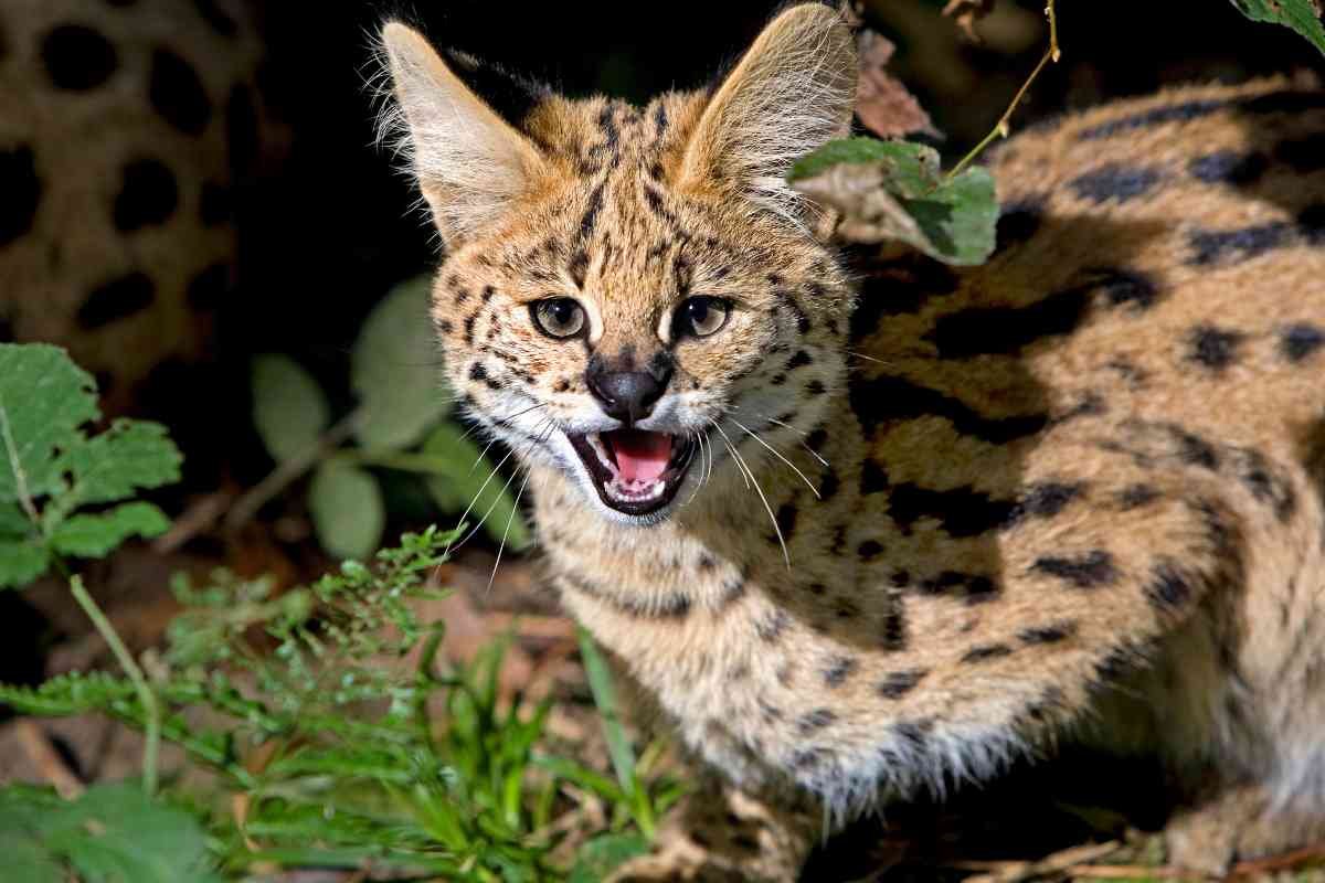 Animali selvatici detenuti come pet: due serval sequestrati nel Bresciano, la situazione in Italia è allarmante