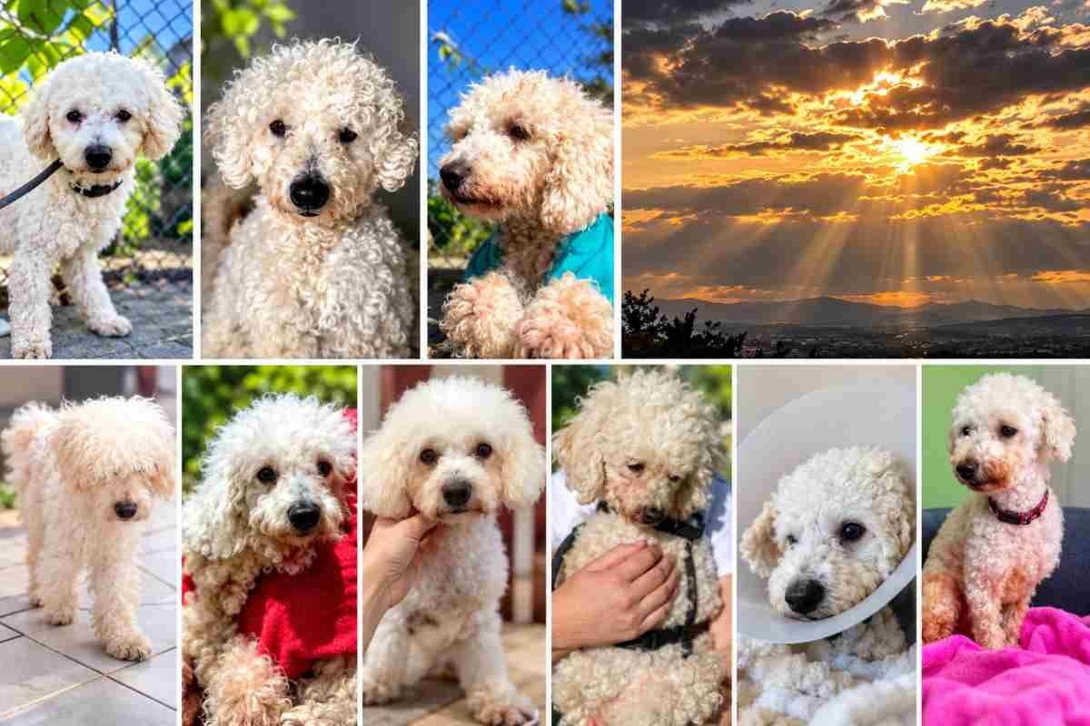 L’ultimo cane salvato trova una casa dopo mesi di cure e speranza