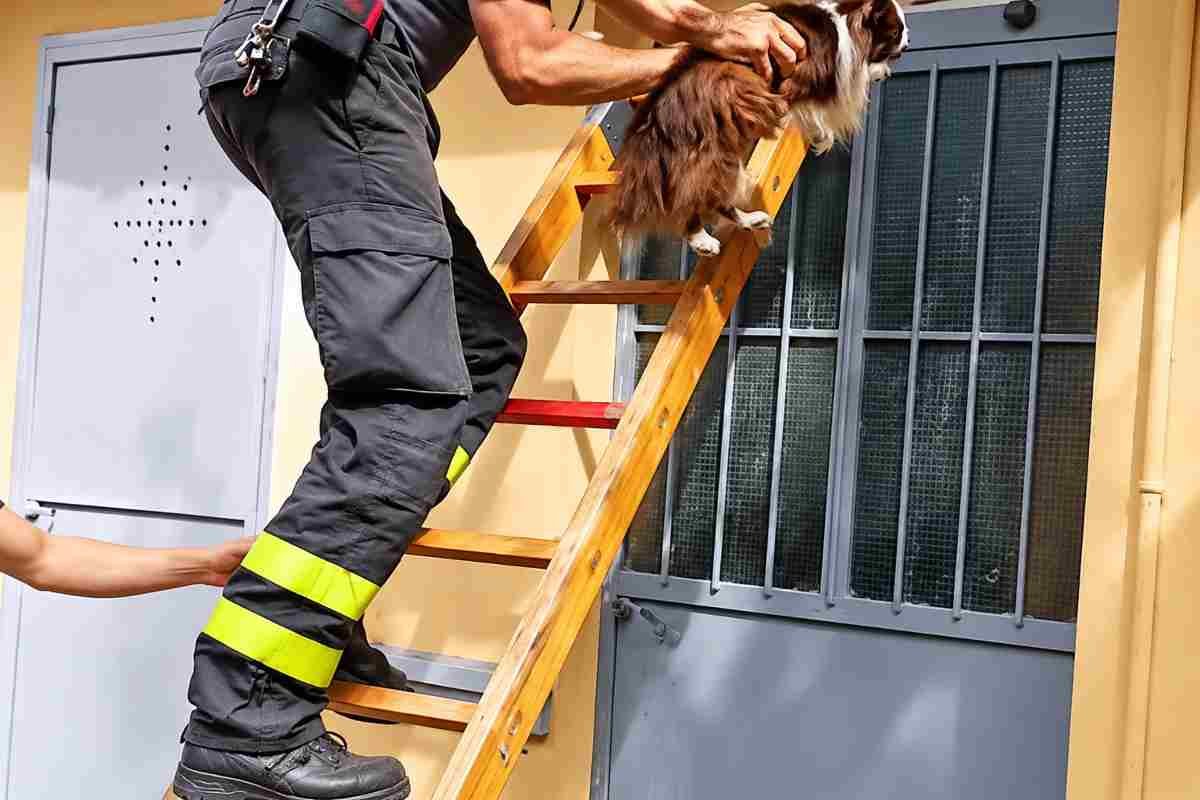 Il salvataggio di Cicci, il Chihuahua abbandonato in un deposito a Torino, cerca una famiglia